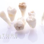 natural teeth dental photography photography miladinov milos dentalpromaster .190